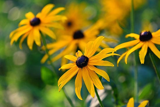 Rudbeckia Hirta - Flowers That Start With R