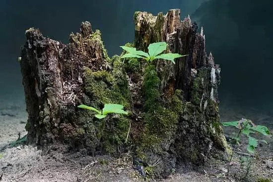 Shoot Tree Stump Shoot Tree Stump - How to Kill a Tree