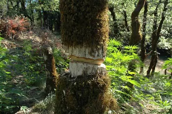 Starve the Tree Starve the Tree - How to Kill a Tree