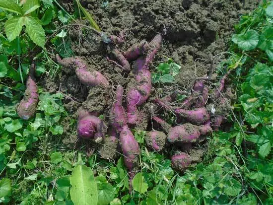 Sweet Potatoes