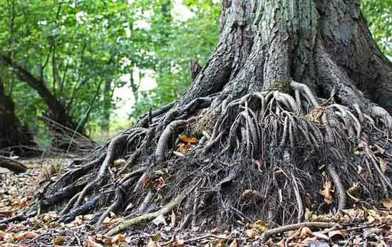 Tree roots - How to Kill a Tree