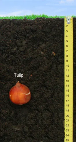 Tulip Bulb Deapth - What to Do With Potted Tulips After They Bloom