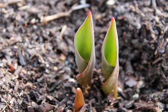 Tulip Bulb Emerge - What to Do With Potted Tulips After They Bloom