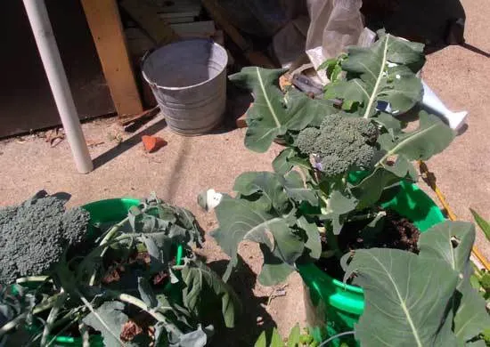 planting broccoli in containers