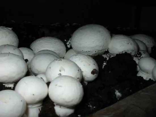 Agaricus bisporus mushroom - How to Grow Portobello Mushrooms