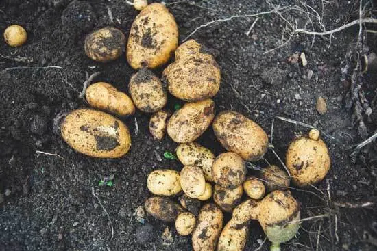 Best Fertilizers for Potatoes Best Fertilizers for Potatoes