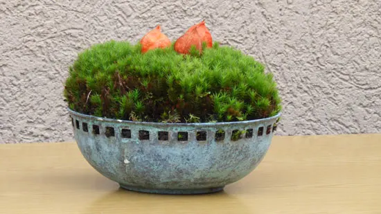 Grow Moss in Container - How to Grow Moss Indoors