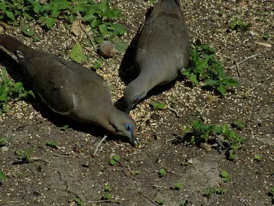 How To Keep Birds From Eating Grass Seeds