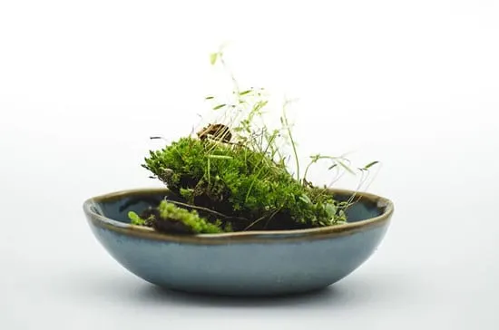 How to Grow Moss Indoors