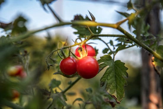 How to Grow Tomatoes in Arizona