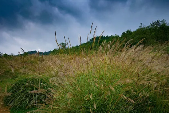 How to Kill Pampas Grass