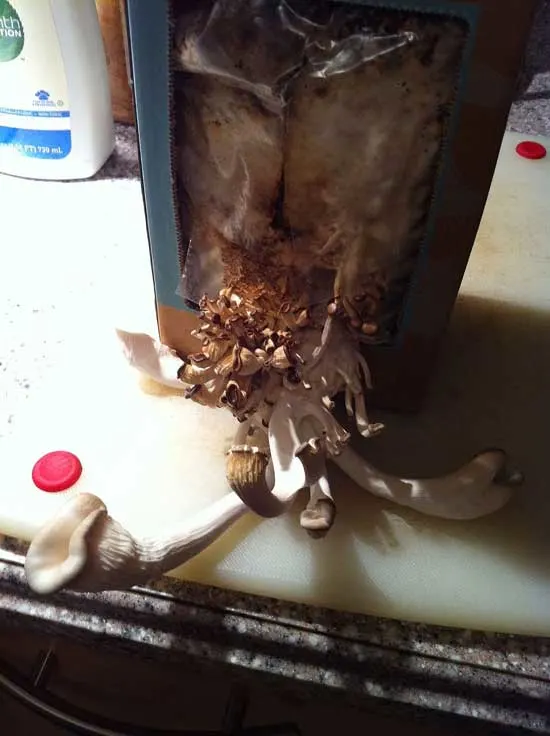 Mushroom growing kit - How to Grow Portobello Mushrooms