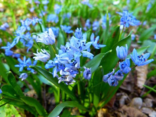 Scilla Siberica Squill - Flowers That Start With S