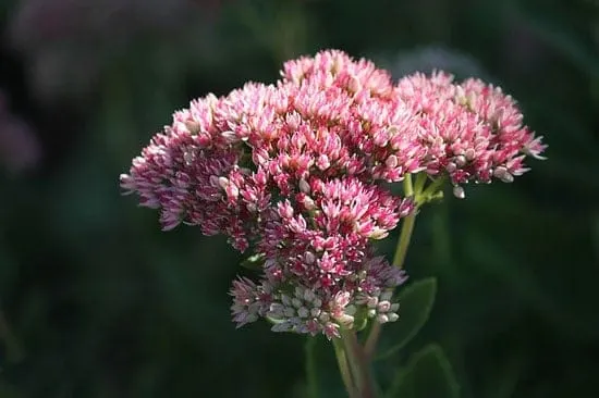 Sedum Stonecrops Crassulaceae - Flowers That Start With S