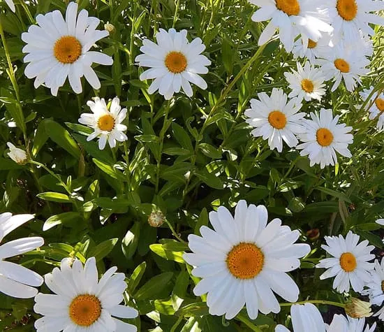 Shasta Daisy Leucanthemum x Superbum Shasta Daisy Leucanthemum x Superbum - Flowers That Start With S