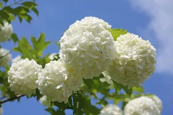 Snowball Viburnum Opulus - Flowers That Start With S