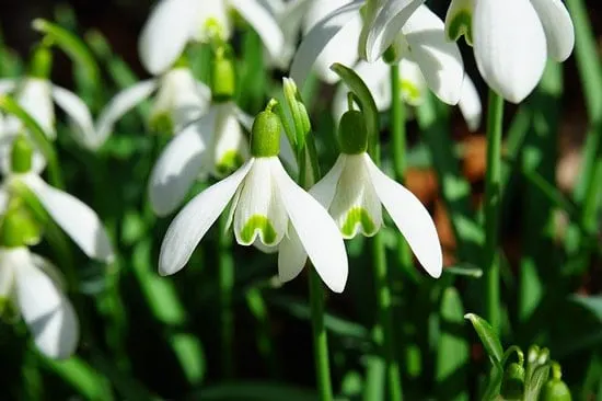 Snowdrop Galanthus Nivalis - Flowers That Start With S