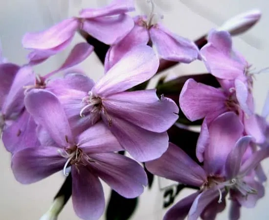 Soapwort Saponaria - Flowers That Start With S