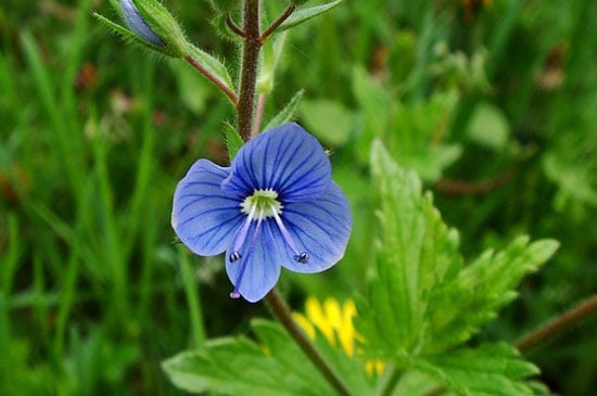 Speedwell Veronica - Flowers That Start With S