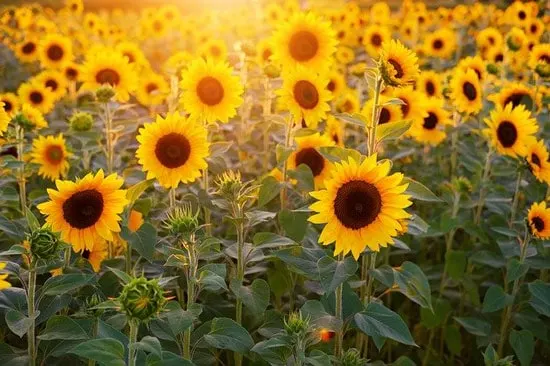Sunflower Helianthus Sunflower Helianthus - Flowers That Start With S