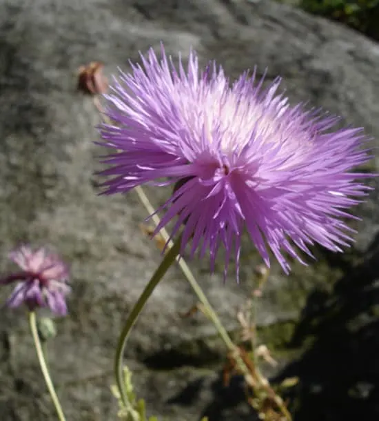 Sweet Sultan Amberboa Moschata - Flowers That Start With S