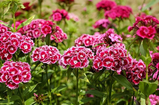 Sweet William Dianthus Barbatus - Flowers That Start With S