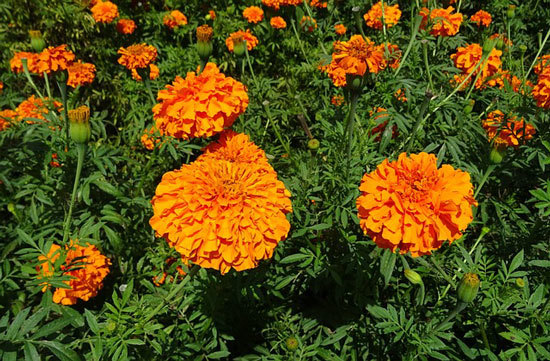 Tagetes Erecta Mexican Marigold Tagetes Erecta Mexican Marigold