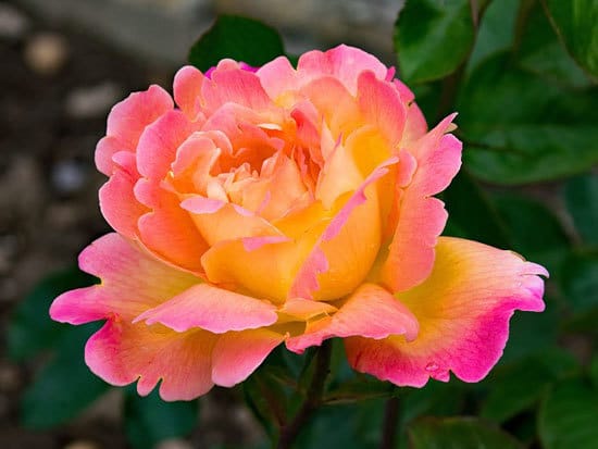 Tea Rose Hybrid Tea Rose Rosa Gloire de Dijon Tea Rose Hybrid Tea Rose Rosa Gloire de Dijon