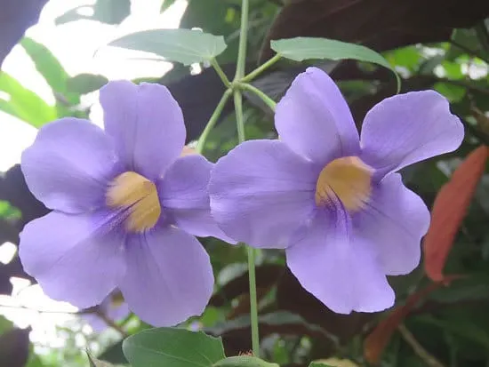 Thunbergia Clockvine - Flowers that Start with T