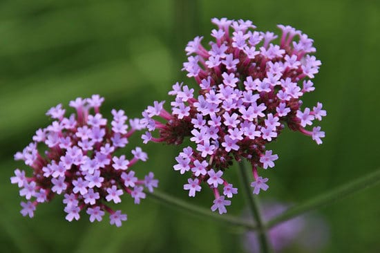 Thyme Thymus Vulgaris - Flowers that Start with T