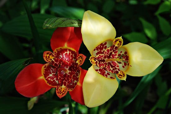 Tiger Flower Tigridia Tigridia Pavonia Tiger Flower Tigridia Tigridia Pavonia
