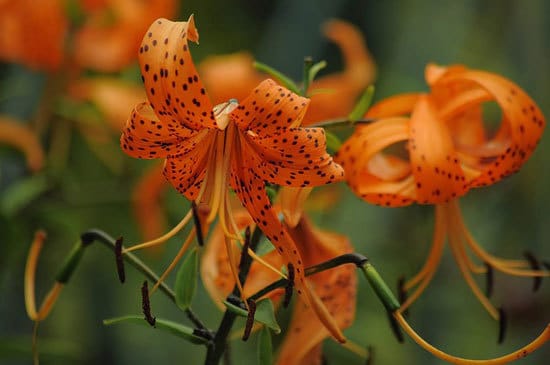 Tiger Lily Lilium Lancifolium Tiger Lily Lilium Lancifolium