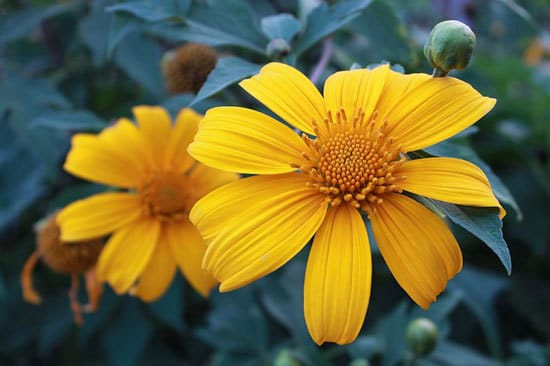 Tithonia Mexican Sunflower Red Sunflower - Flowers that Start with T