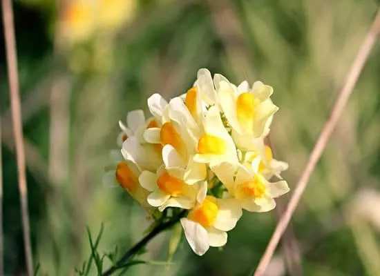 Toadflax Linaria Vulgaris - Flowers that Start with T