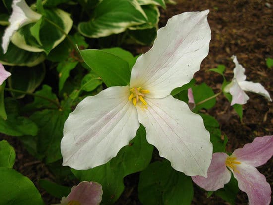 Trillium Birthroot - Flowers that Start with T