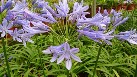 Triplet Lily - Flowers that Start with T