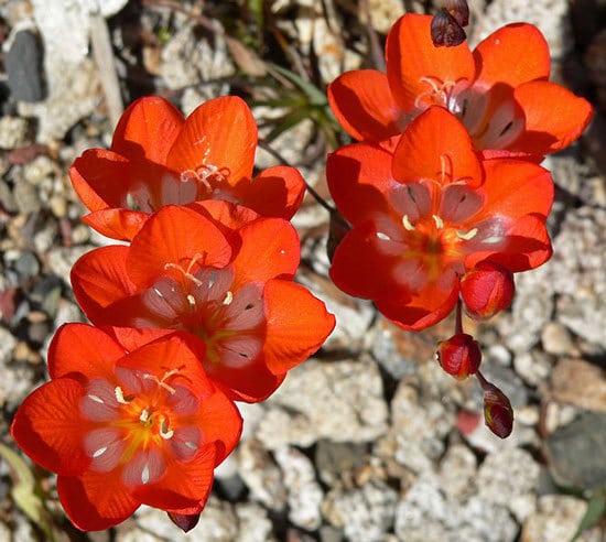 Tritonia Flame Freesia Tritonia Flame Freesia