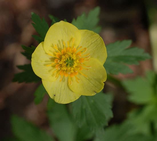 Trollius europaeus Globeflower - Flowers that Start with T