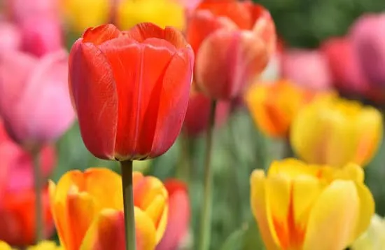 Tulip Tulipa - Flowers that Start with T