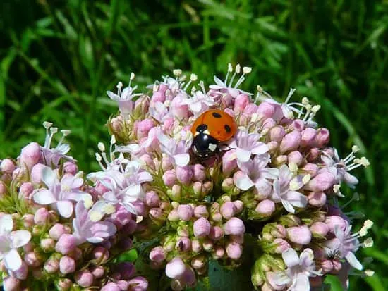 Valeriana Officinalis Caprifoliaceae - Flowers That Start With V