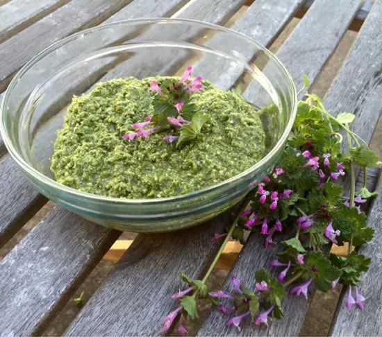 Is Vegetarian  Edible - Vegetarian Henbit - How to Get Rid Of Henbit