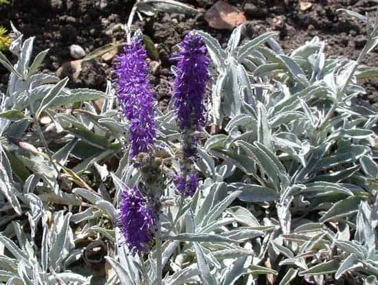 Veronica Incana Silver Speedwell - Flowers That Start With V