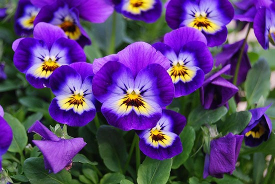 Viola - Flowers That Start With V