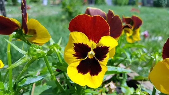 Viola Tri Colour Heartsease Johnny Jump Up Wild Pansy