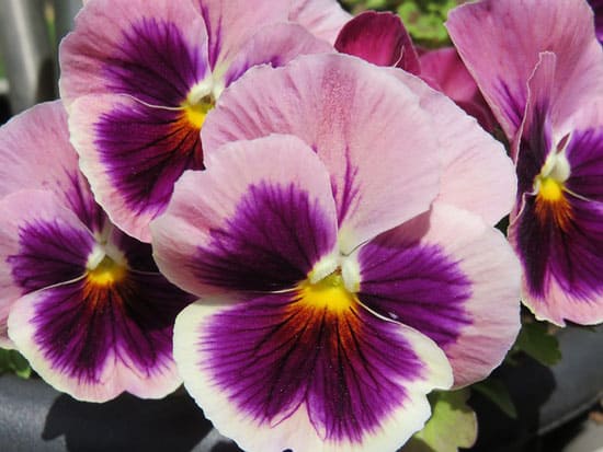 Viola Wittrockiana Pansy - Flowers That Start With V