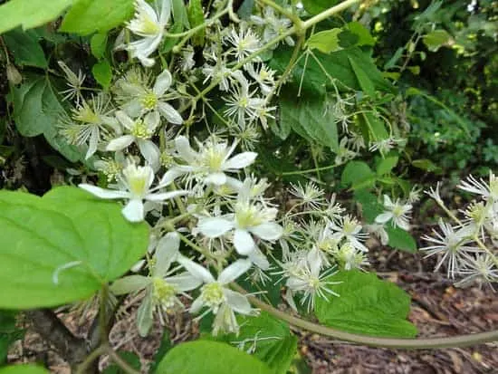 Virgin Bower Clematis Virginiana - Flowers That Start With V