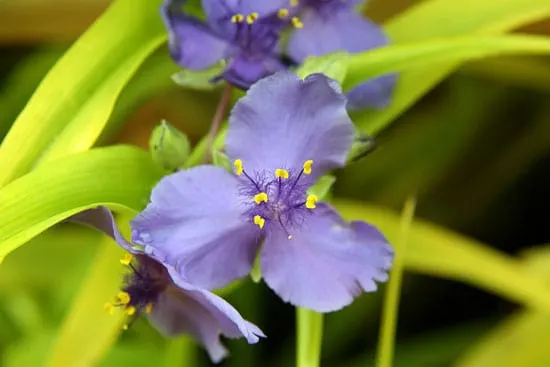 Virginia Spiderwort Tradescantia Virginiana Virginia Spiderwort Tradescantia Virginiana - Flowers That Start With V