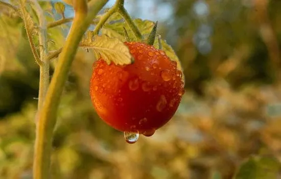 Watering Tomatoes Plant