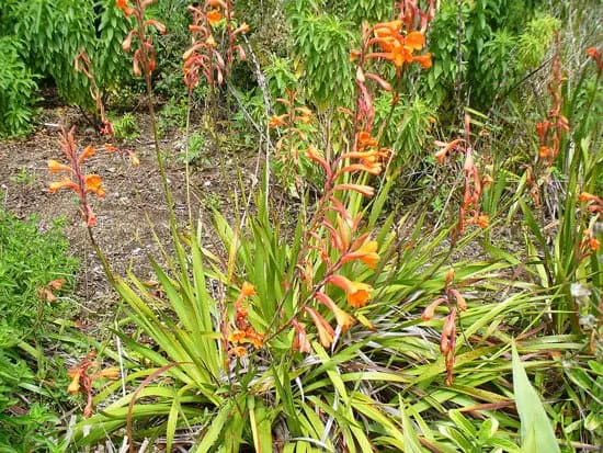 Watsonia Bugle Lily - Flowers That Start With W