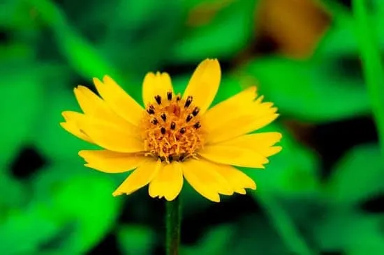 Wedelia Singapore Daisy Sphagneticola Trilobata Wedelia Singapore Daisy Sphagneticola Trilobata - Flowers That Start With W
